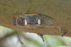 Diceroprocta cinctifera