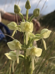 Habenaria epipactidea