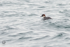 Mergellus albellus