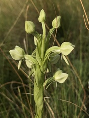 Habenaria epipactidea