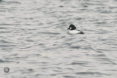 Bucephala clangula