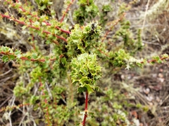 Berberis actinacantha