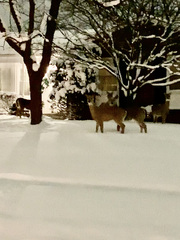 Odocoileus virginianus