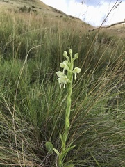 Habenaria epipactidea