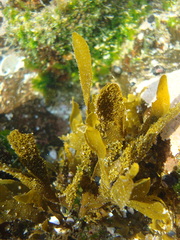 Dictyota kunthii