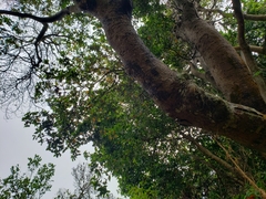 Beilschmiedia miersii