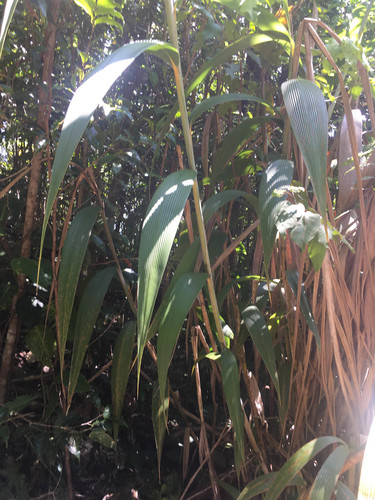 Joinvillea plicata (Joinvillea plicata)