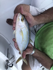 Caranx bartholomaei