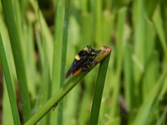 Mallophora ruficauda