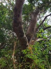 Beilschmiedia miersii