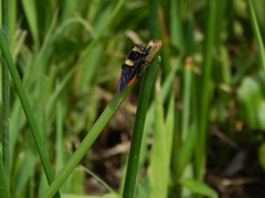 Mallophora ruficauda