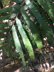 Blechnum chauliodontum