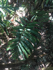 Blechnum chauliodontum