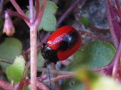 Chrysolina mactata