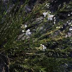 Gomphostigma virgatum