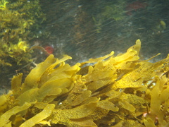 Dictyota kunthii