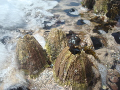 Austromegabalanus psittacus