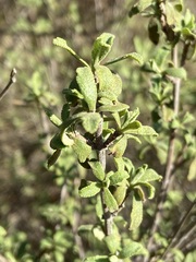 Salvia munzii