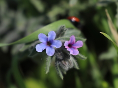 Alkanna strigosa