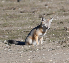 Vulpes macrotis mutica
