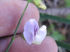 Lathyrus graminifolius