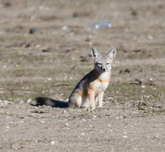 Vulpes macrotis mutica