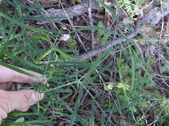 Lathyrus graminifolius