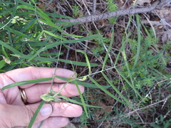 Lathyrus graminifolius