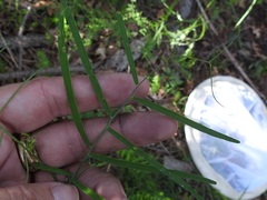 Lathyrus graminifolius