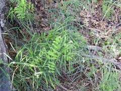 Lathyrus graminifolius