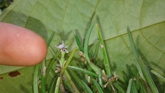 Scaphyglottis prolifera
