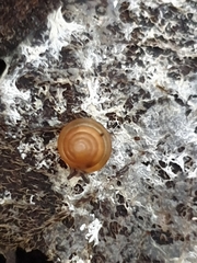 Gastrodontidae
