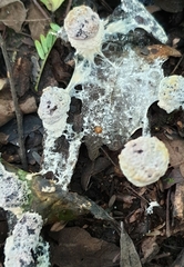 Gastrodontidae