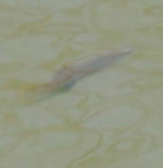 Poeciliidae