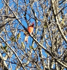 Cardinalis cardinalis