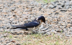 Hirundo aethiopica