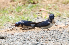Hirundo aethiopica