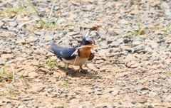 Hirundo aethiopica