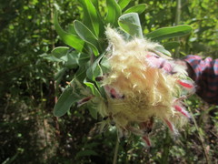 Protea × hybrida