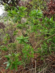 Acrisione denticulata