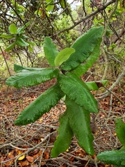 Acrisione denticulata