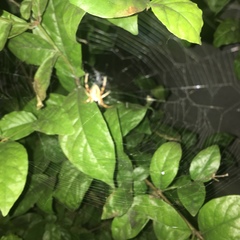 Neoscona oaxacensis
