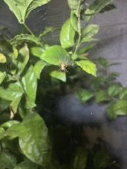 Neoscona oaxacensis