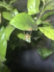 Neoscona oaxacensis