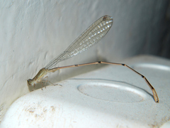 Aciagrion