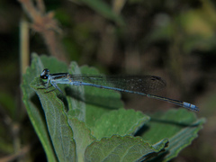 Pseudagrion kersteni