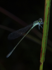 Pseudagrion salisburyense