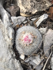 Epithelantha unguispina