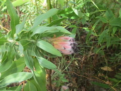 Protea × hybrida