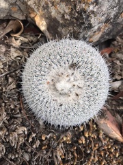 Epithelantha unguispina
